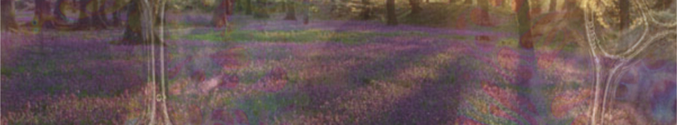 Violet Woods — Photo