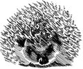 Irritable Hedgehog image