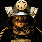 Kitty Jynx thumbnail