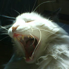 Affengitarre thumbnail