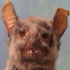 Lyle thumbnail