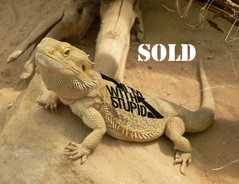 bearded dragon with iws tattoo i u0027m with stupid bearded dragon with iws tattoo i u0027m with stupid