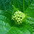 coriander  thumbnail