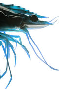 The Black Tiger Shrimps & The Geek image