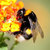 Bumble Bee thumbnail