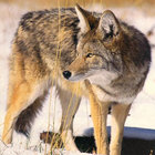 Zeugen Coyote thumbnail