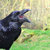 Phantom Crow thumbnail