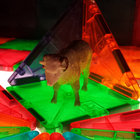 Anthestar thumbnail