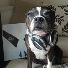 laststand_dnb thumbnail