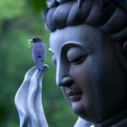 monksbird thumbnail