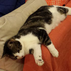 CatsInSpace thumbnail