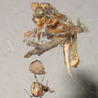 kindchenschema thumbnail