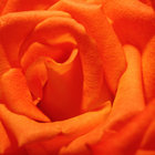 brooklane thumbnail