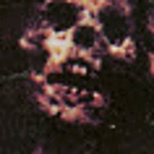 デスファイル ﻿「DEATH FILE」 | TRUE GORE