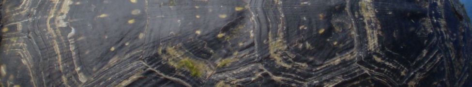 Kusikia — Photo