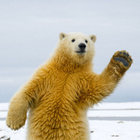terbear thumbnail