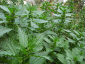 aPatchOfNettles image