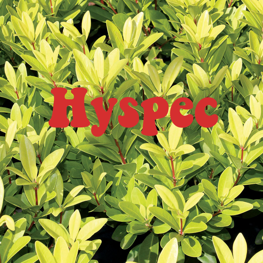 Pale Cocoon | _whtspce | Hyspec