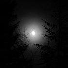 LOmbreduVieilArbre thumbnail