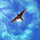Steve Lake thumbnail
