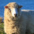 Sheep5oat thumbnail
