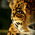 john jamieson thumbnail
