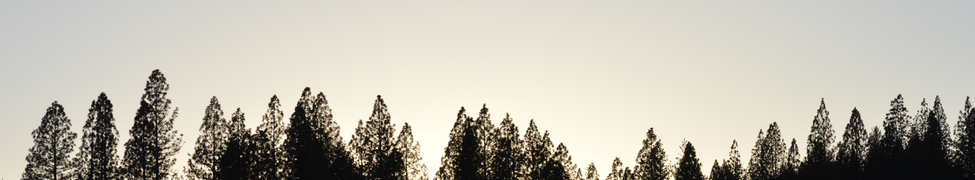 Manzanita — Photo