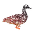 Duck & Goose image