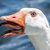 Bandcamp profile picture for @geese