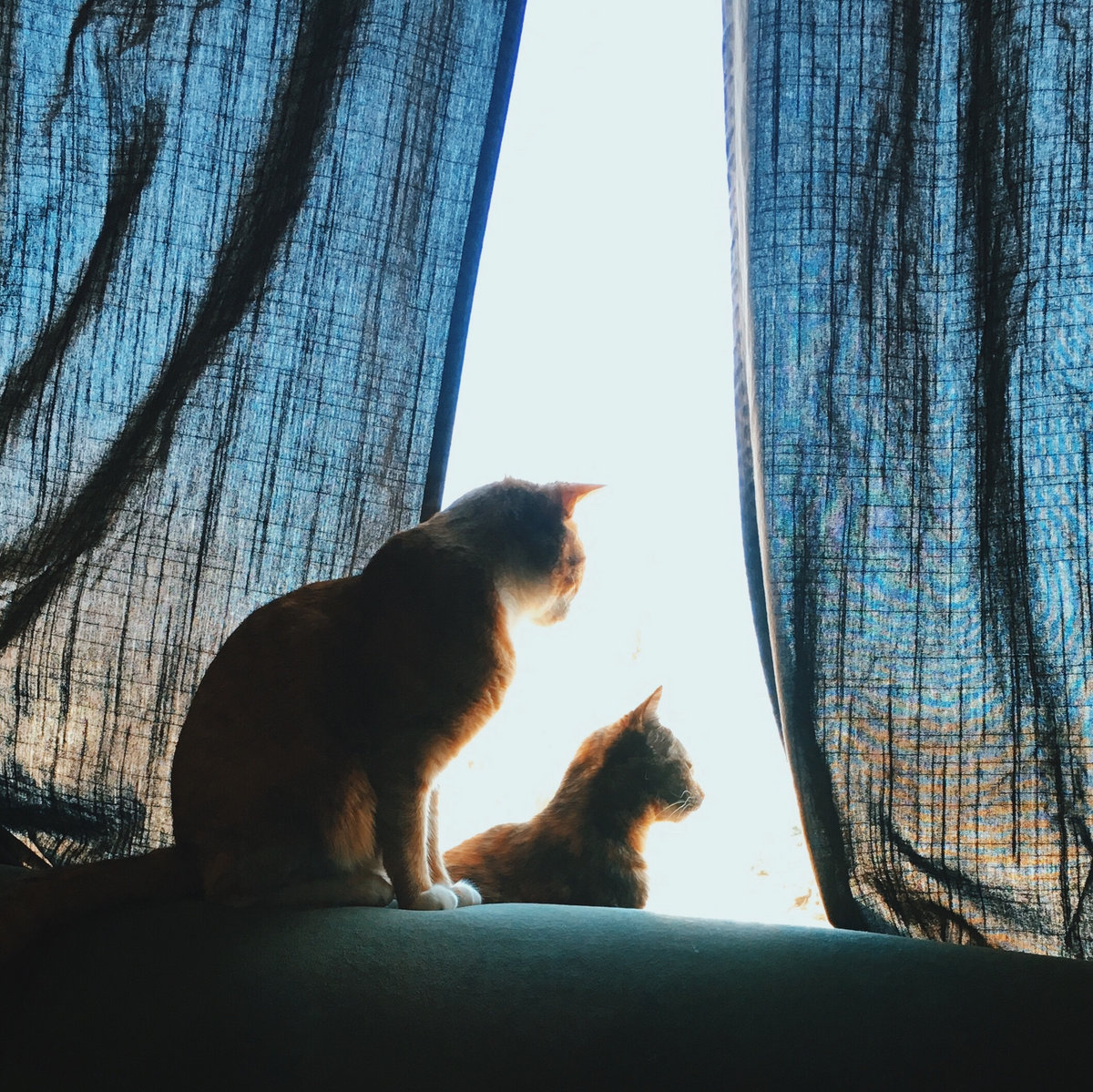 cat piss high Cat piss high