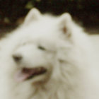 blurrydog thumbnail