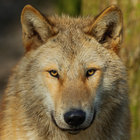 White Wolf thumbnail