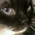 spider eyes thumbnail