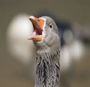 Music | Jazz the Goose