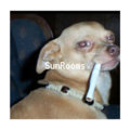 SunRooms photo