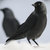 Corvus_monedula thumbnail