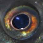 Ophaga thumbnail