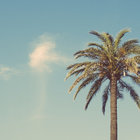 Andrew Lee thumbnail