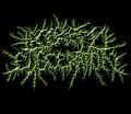 Lacerated Evisceration image