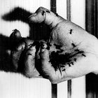 thinlyveileddissent thumbnail
