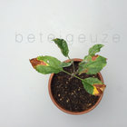 beteigeuze thumbnail