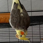 birb thumbnail