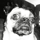 DUSTRICK thumbnail