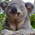Koala Brother thumbnail