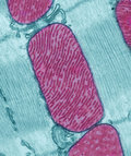 Mitochondria image