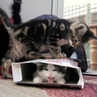 meow dora thumbnail