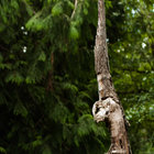 bard_yard thumbnail