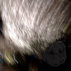 nardius12 thumbnail