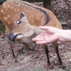 Daniel Paoletti thumbnail