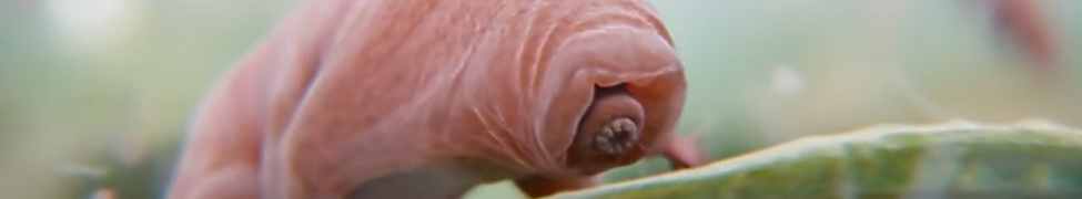 Water Bears — Photo